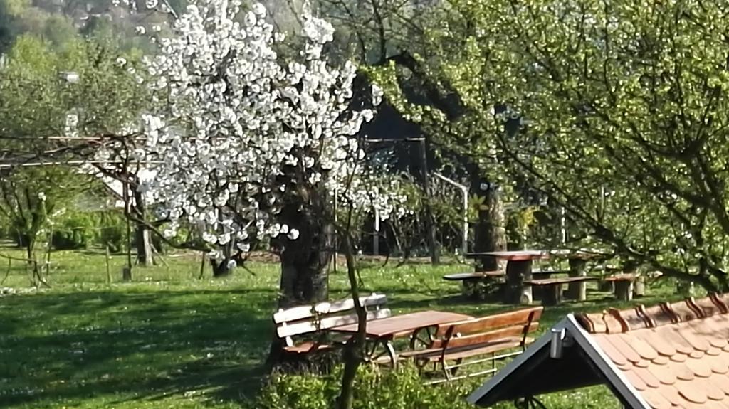 Panorama B&B Ptuj Eksteriør billede