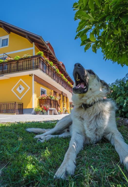 Panorama B&B Ptuj Eksteriør billede